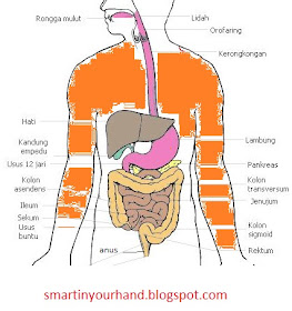 gambar sistem pencernaan manusia