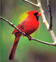 Cardinals Red Birds