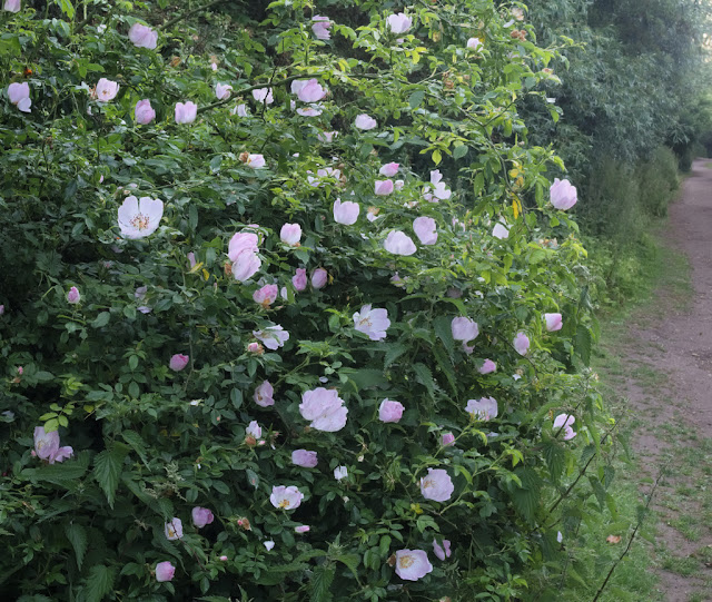 Bush of dog roses besides path