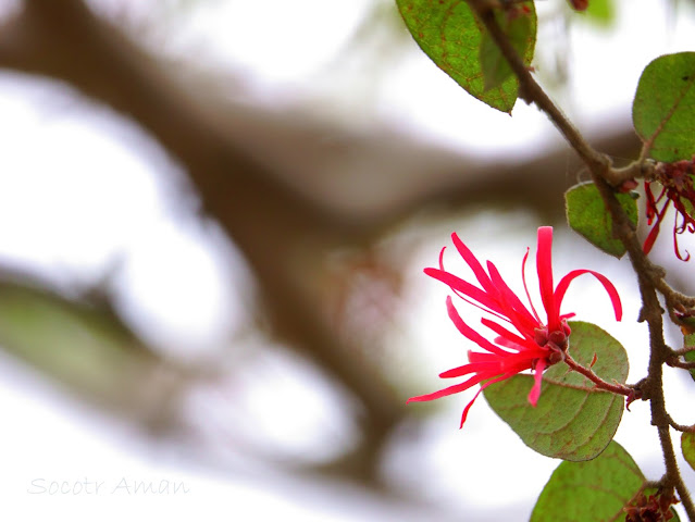 Loropetalum chinense