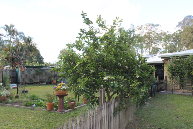 Growing oranges