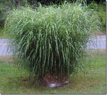 flowers and zebra grass 007