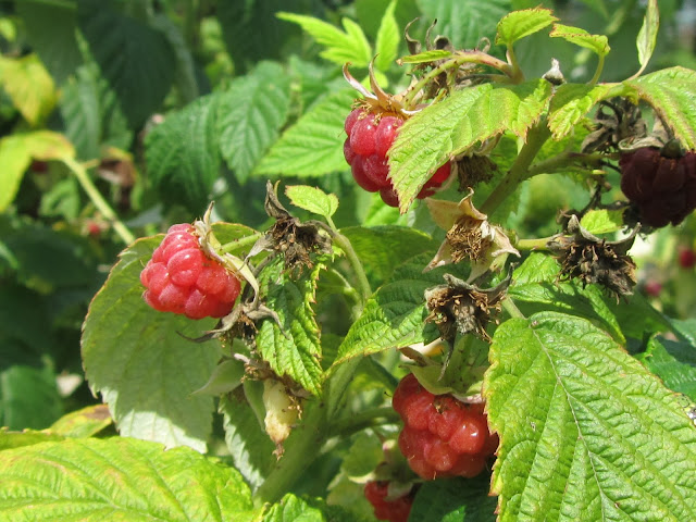 Rubus idaeus