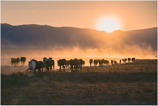 photo of Wild Mustangs in Utah