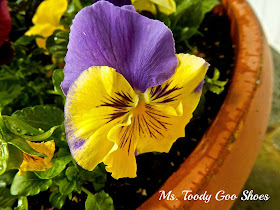 Spring on the Front Porch --- Ms. Toody Goo Shoes