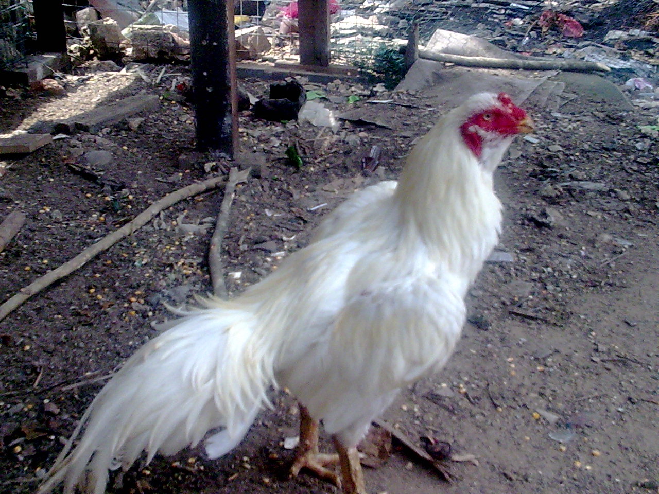  ayam  bangkok bray jenis jenis warna ayam  laga