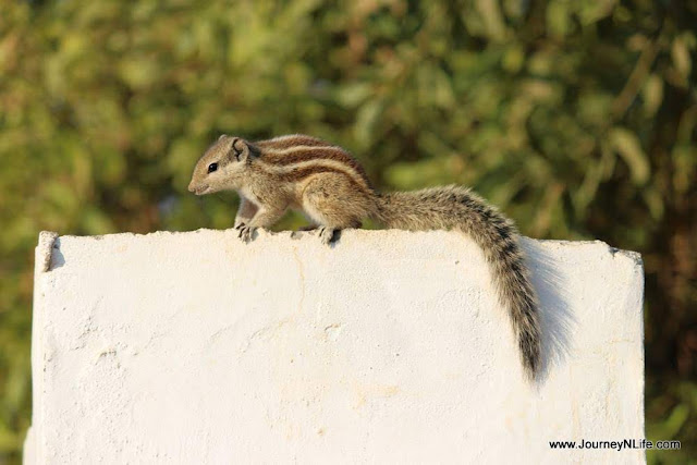 Meriya Nature Resort - An Authentic Village Stay of Ekal Ka Rann at Chobbari