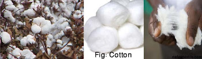 cotton