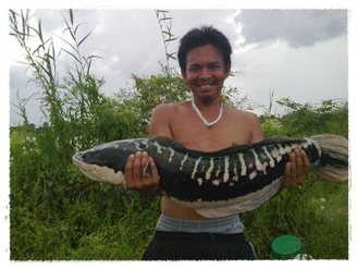  Gambar  Ikan Toman Dunia Binatang