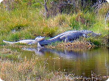 2-gators
