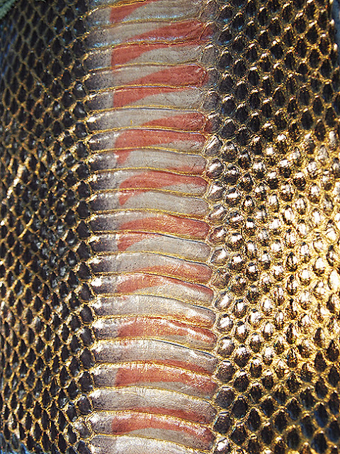 reptile leather