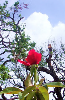 Post-Hurricane Rose Bloom and New Oak Leaves