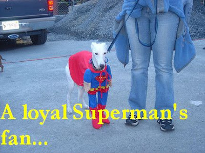 Funny photo:super cosplay dog 搞笑图片：超级狗
