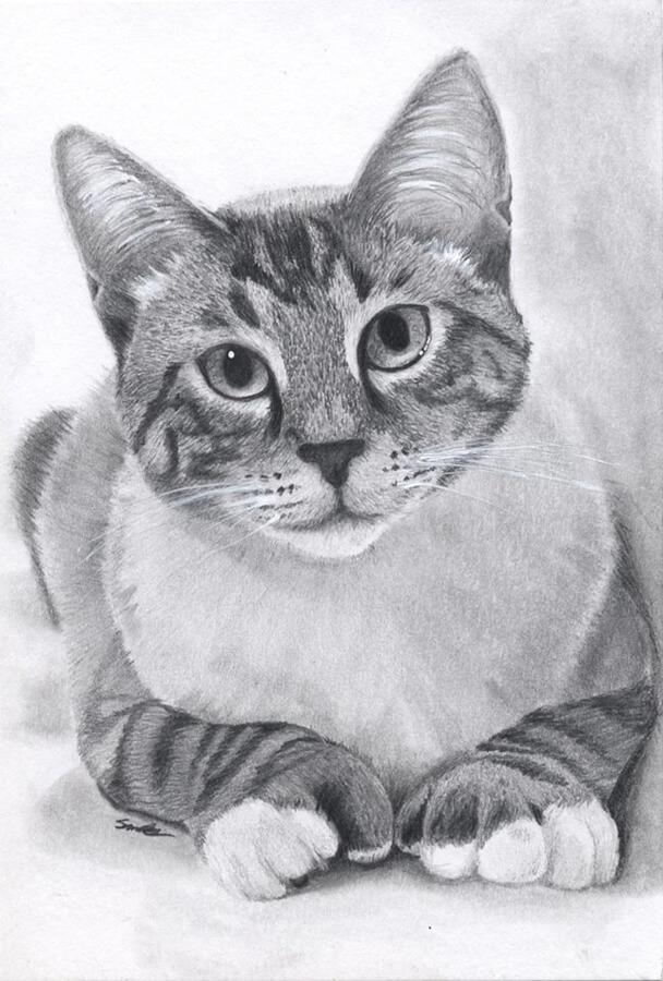 02-Loki-the-Cat-Animal-Drawings-Sommer-Bostick-www-designstack-co
