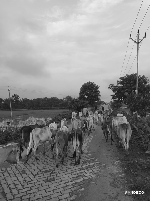 Cattle's returning to the village in the evening