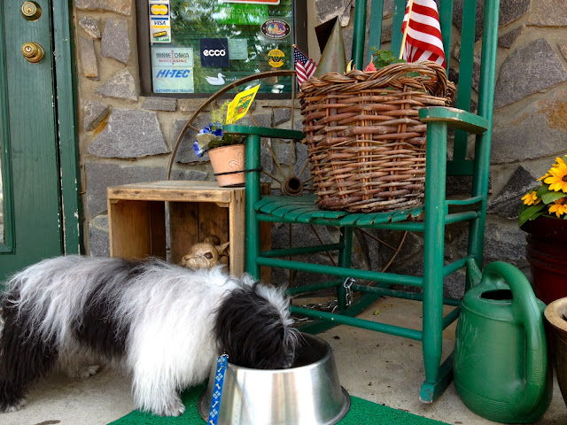 Cosmo Havanese shops in Highlands, NC