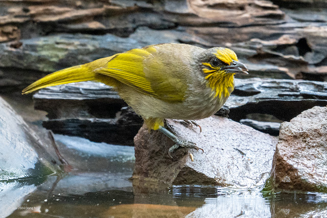 An Bui 2024 Dong Nai - Stripe Throated Bulbul (Bông lau họng vạch)