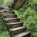 Escaleras en el bosque