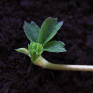 Estolón de Fresa que Acaba de Tocar Tierra, tiene ya el segundo brote de hojas - Reproducción de la fresa por estolones en macetas (también llamados guías de fresa)