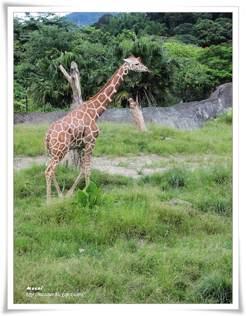 木柵動物園Taipai Zoo-長頸鹿