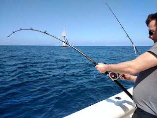 Goliath Grouper