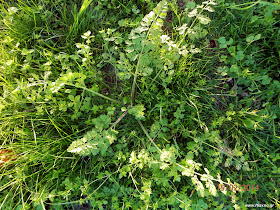 Καρότο άγριο-Daucus carota