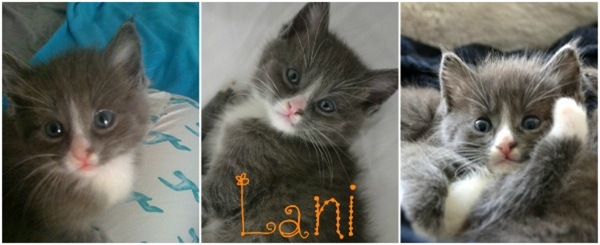 Lani