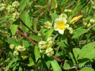 Obat Asam UratSidaguri Sida rhombifolia, merupakan tanaman obat 