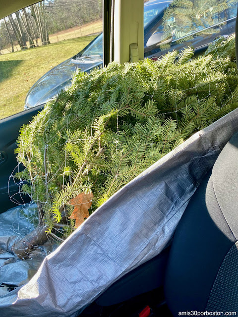 Nuestro Árbol en el Coche