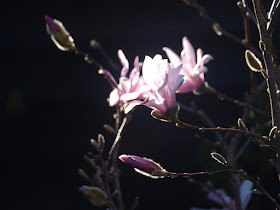 Lyserøde stjernemagnolia - Magnolia loebneri “Leonard Messel”