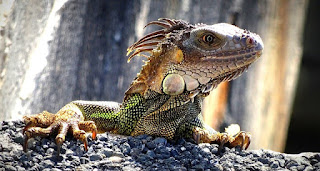 Dragon lizard: Characteristics, habitat, and lifestyle