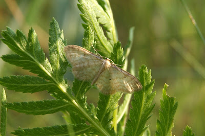 Roomkleurige Stipspanner - - Scopula floslactata