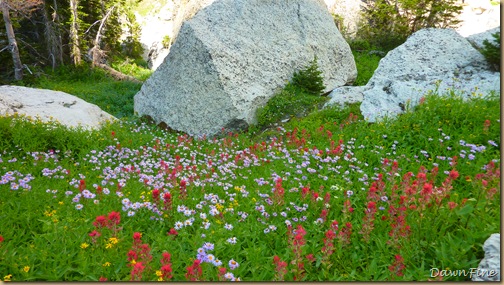 Elephant mountain hike_20090825_206