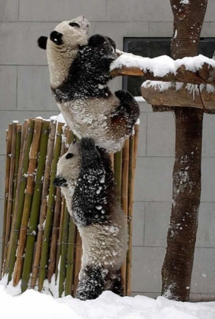 21 Amusing Pictures Depict Animals Mastering The Art Of Teamwork