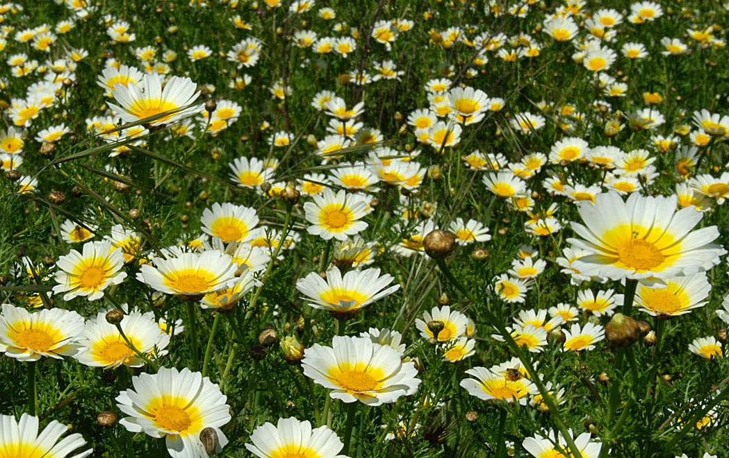 types of flowers chrysanthemum