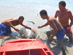 Animal é monitorado pelo Projeto Peixe-boi (Foto: Walter Paparazzo/G1)