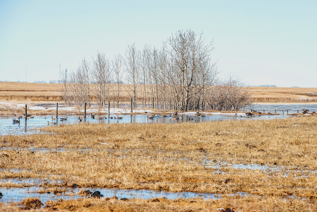 Canada Goose , Alberta, CAnada