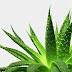 Benefits of aloe vera