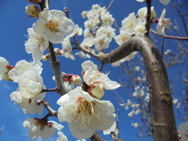 梅の花