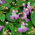 Hạt Giống Hoa Phượng tiên - Balsam Impatiens IMP00017