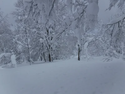 深雪の森