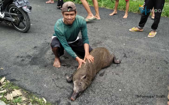 Babi Hutan Masuk ke Permukiman Desa Pepedan, 2 Ekor Berhasil Ditangkap Warga