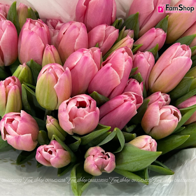 Hoa tulip cắt cành