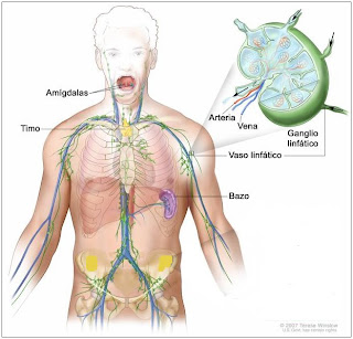Órganos del sistema linfático