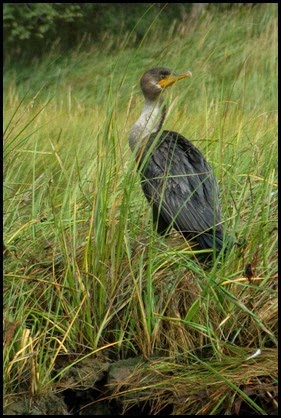 Kayaking Salt Pond & Nauset Marsh 167
