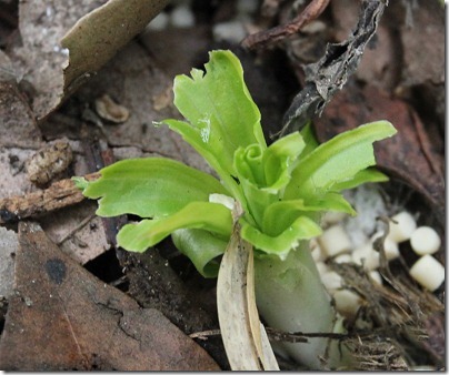 110313_chewed_hosta_leaf