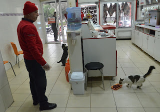 Carnicero turco de un gran corazón alimenta a 20 animales callejeros