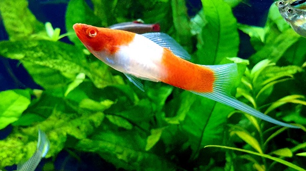 Which fish to breed & where to sell aquarium fish for profit?