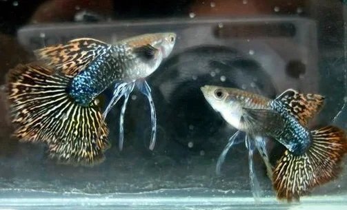 Ikan Guppy Dragon Jantan - Cara Budidaya Ikan