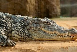 Fact About Crocodile Tamil